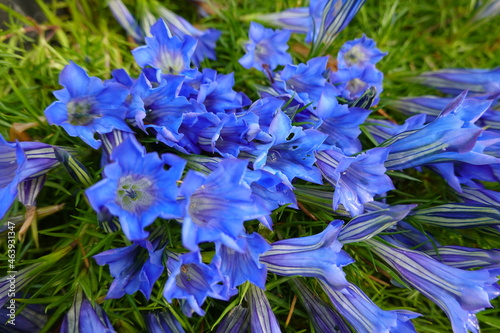 Gentiana sino-ornata, the showy Chinese gentian, is a species of flowering plant in the family Gentianaceae, native to western China and Tibet. photo