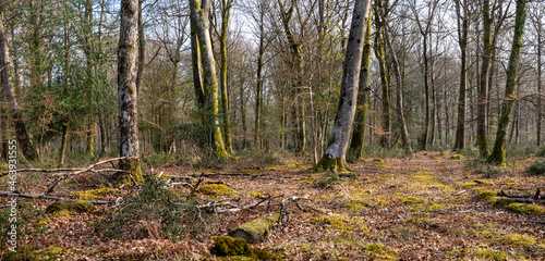Woodland walk in the new forest in Hampshire England