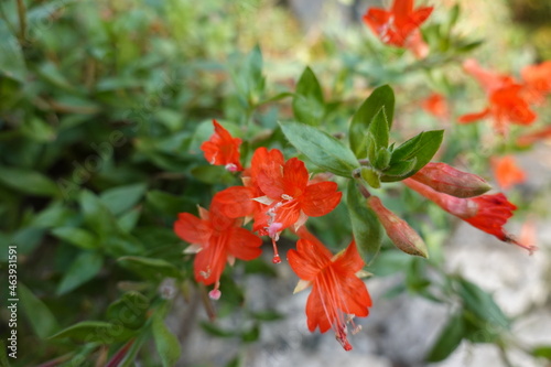 The California fuchsia is a low growing perennial plant with striking summertime flowering character.