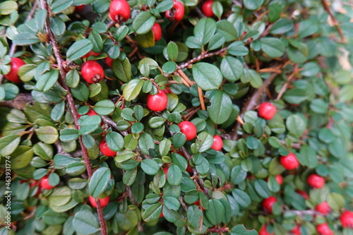 Cotoneaster horizontalis is a species of flowering plant in the genus Cotoneaster of the family Rosaceae...