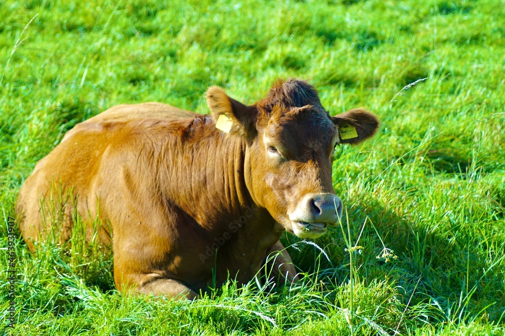 Fototapeta premium Rind auf der Weide