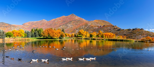 Panoramic view of Scenic mountain lake with colorful autumn trees, Wasatch mountains and wild ducks at Wasatch mountain state park in Utah.