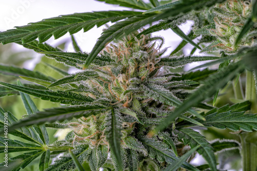 Detail of a Bruce Banner cannabis plant isolated photo