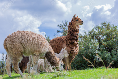 Group of llamas, South American camelids, eating grass in Cuzco, Peru.