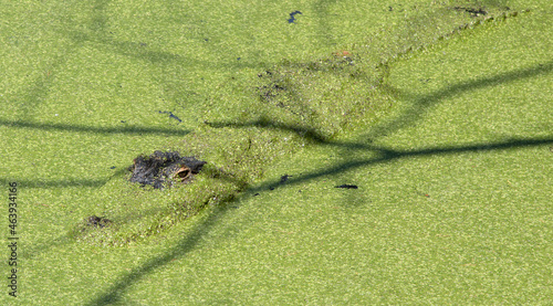 The green swamps of Florida with its flora and fauna