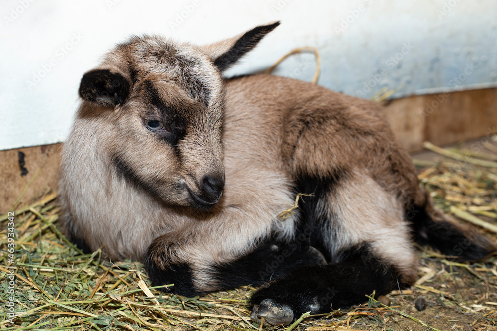 Alpine Goat Dairy Animal. A little sleeping baby goat. Alpine Goat Dairy Animal. A little sleeping baby goat.
