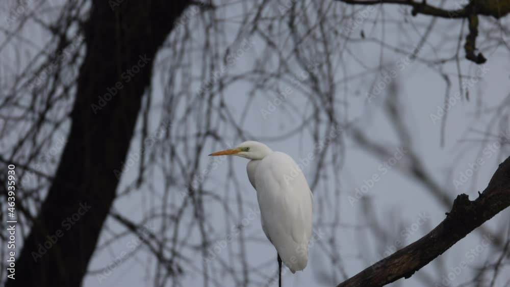 Close up white egret spotted in a tree in the Danube delta. Biodiversity protection of insular ecosystem. White egret was seen on a branch of a tree in the Danube delta this past winter Close up white egret spotted in a tree in the Danube delta. Biodiversity protection of insular ecosystem. White egret was seen on a branch of a tree in the Danube delta this past winter