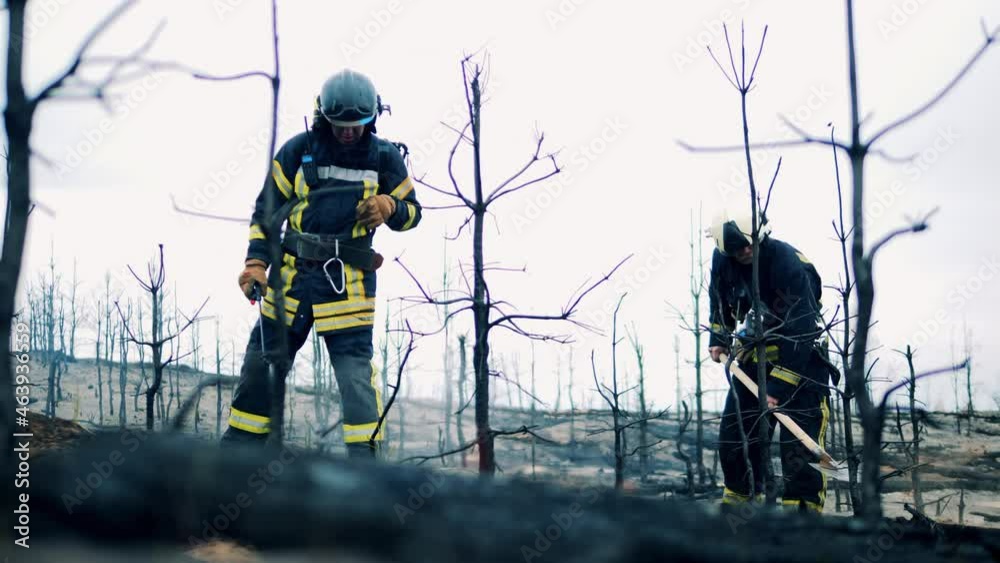 Firefighters are damping down smoldering forest ground