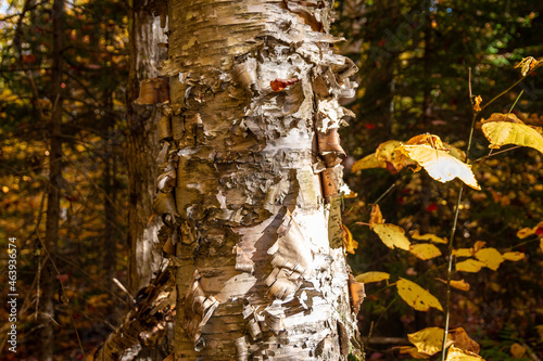 Birch bark showing layers. 