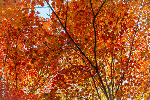 Vibrant red and orange leaves during the foliage season. 