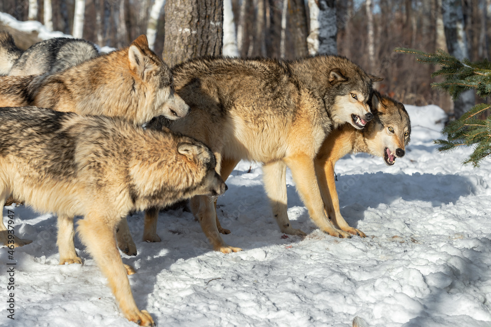Grey Wolf (Canis lupus) Shoulders Into Packmate Showing Dominance Rest of Pack Watches Winter