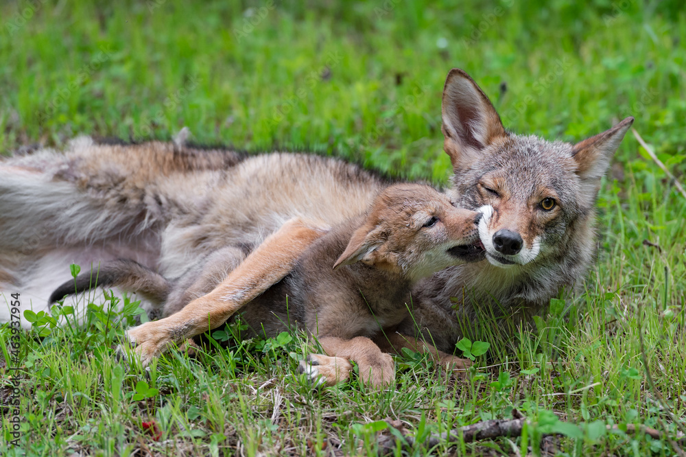Coyote Pup (Canis latrans) Licks at Adults Muzzle Summer Coyote Pup (Canis latrans) Licks at Adults Muzzle Summer