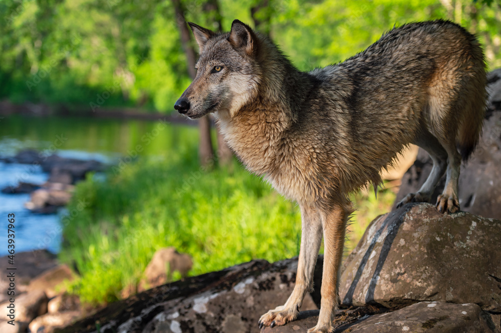 Grey Wolf (Canis lupus) Stands on Rock by River Back Feet Higher Summer