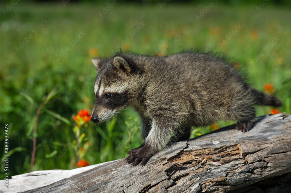Obraz premium Raccoon (Procyon lotor) Walks Left Across Log Summer