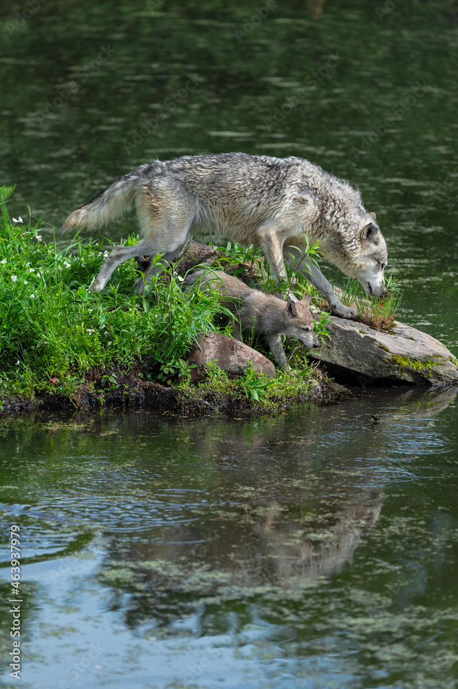 Grey Wolf (Canis lupus) Adult and Pup Step Towards Edge of Island Summer