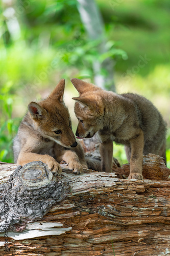 Two Coyote Pups (Canis latrans) Interact on Log Summer