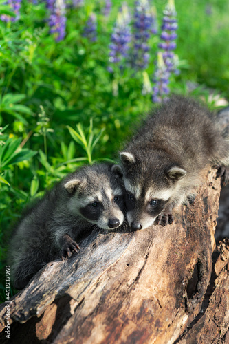 Two Raccoons (Procyon lotor) Head to Head on Log Summer © hkuchera