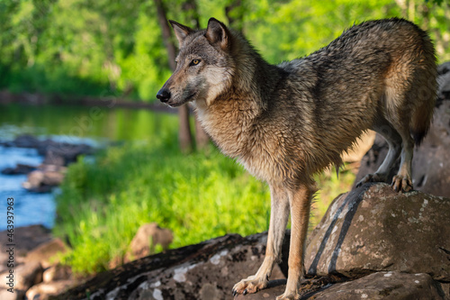 Grey Wolf  Canis lupus  Stands on Rock by River Back Feet Higher Summer