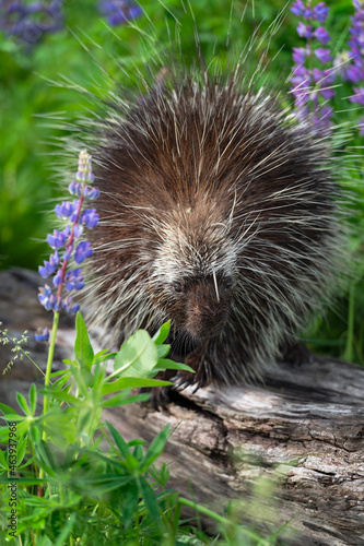 Adult Porcupine (Erethizon dorsatum) Looks Out From Log Quill in Face Summer