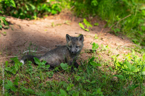 Red Fox (Vulpes vulpes) Kit Sits Alone At Den Summer