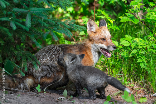 Red Fox (Vulpes vulpes) Adult and Kit At Den Summer