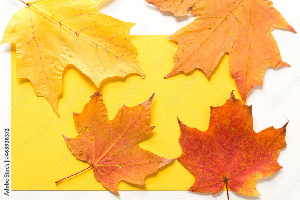 autumn maple leaves