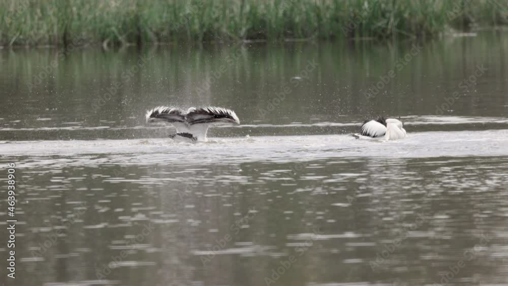 slow motion shot of a pair of pelicans bathing at a wetland on the central coast of nsw, australia slow motion shot of a pair of pelicans bathing at a wetland on the central coast of nsw, australia