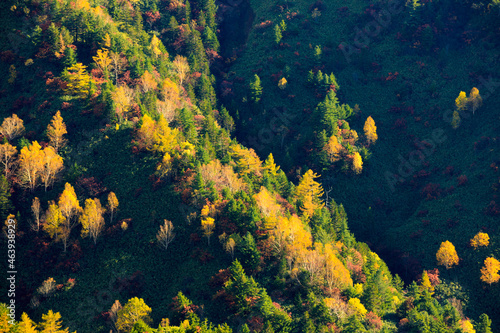 Fototapeta Naklejka Na Ścianę i Meble -  landscape with  trees