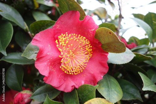 冬に咲いたピンクの椿の花