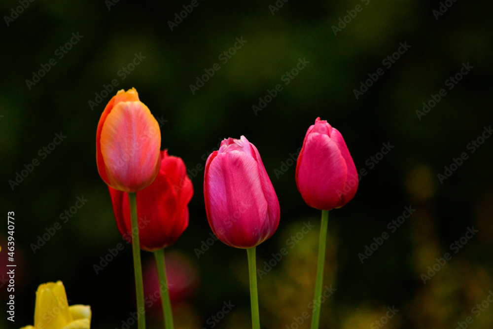 red and yellow tulips. tulip flowers