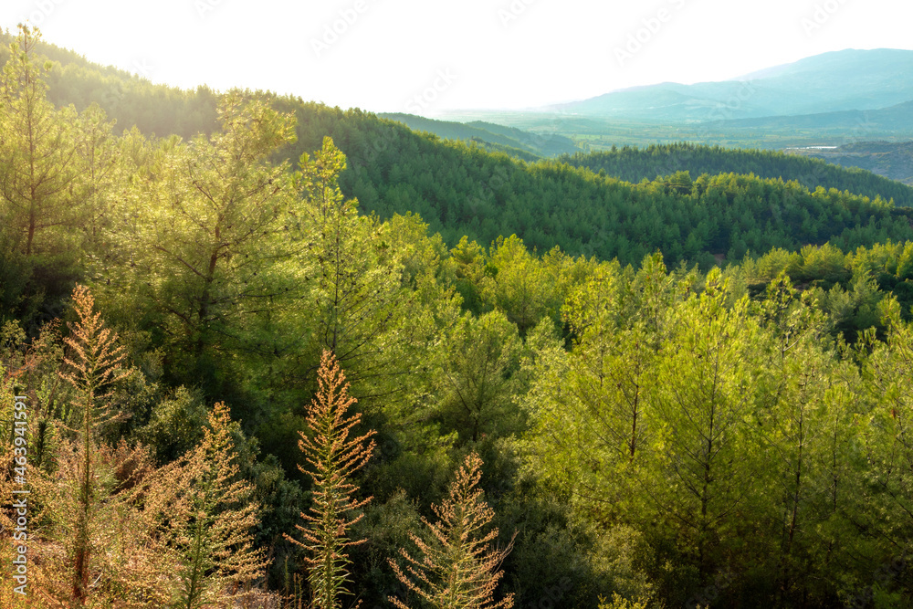 Mountains full of coniferous pine trees. Ecology and Environment concept.
