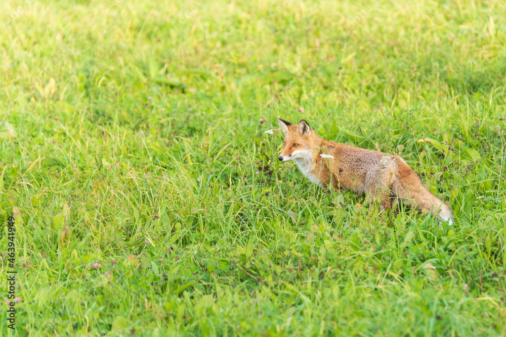 Obraz premium Ein schöner Rotfuchs auf einer Wiese auf Nahrungssuche
