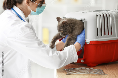 Fototapeta Naklejka Na Ścianę i Meble -  Female veterinarian taking cat from carrier in clinic, closeup