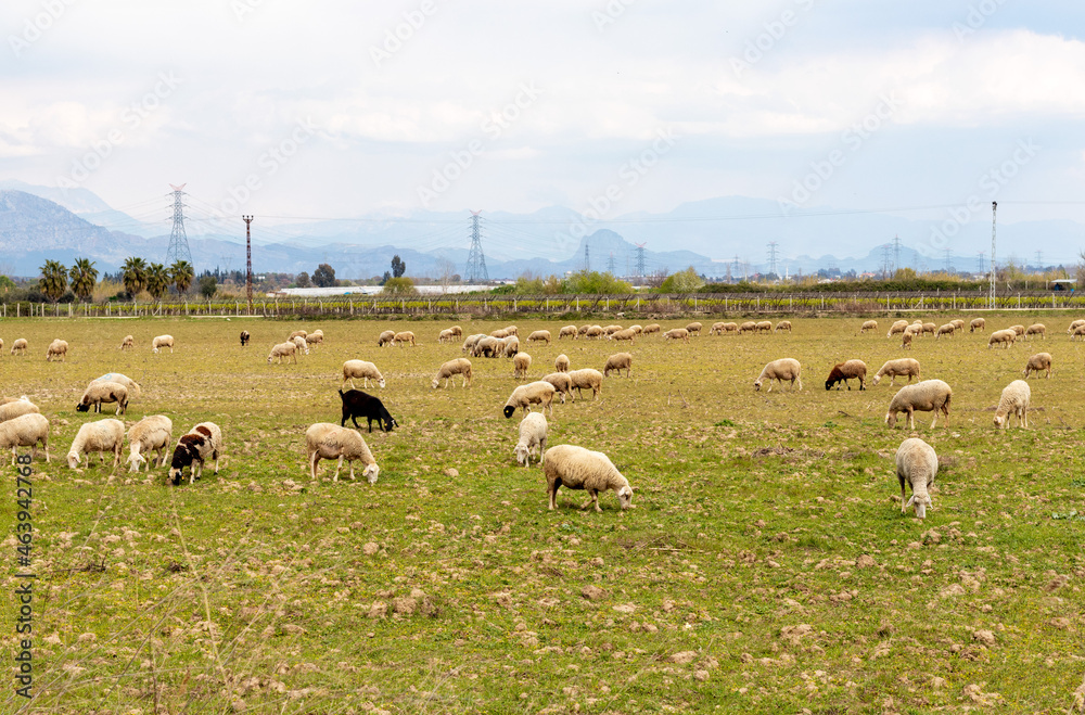 Fototapeta premium flock of sheep