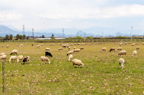 flock of sheep © vahit