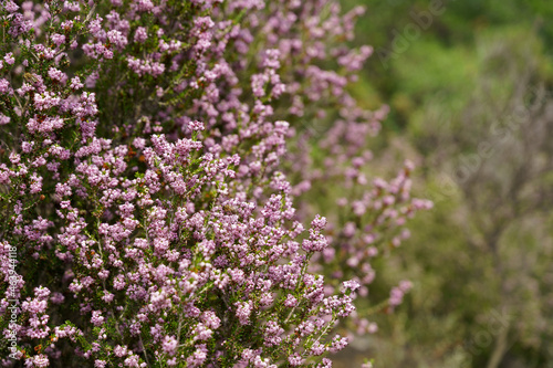 Winter Heath or Spring Heath, Erica carnea brings a haze of color to the late winter and early spring landscape. High quality photo