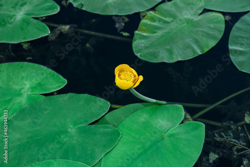 Beautiful unopened lotus flower in pond