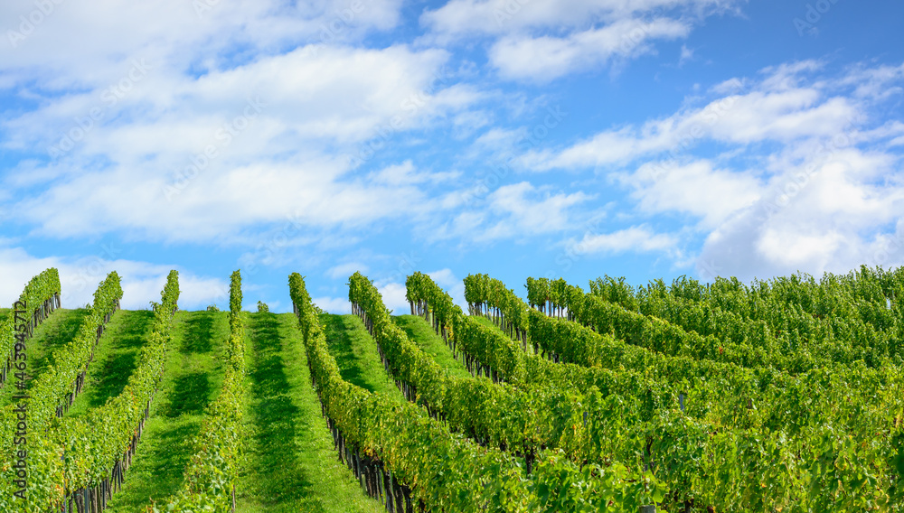 Background with green vineyard and blue sky with clouds