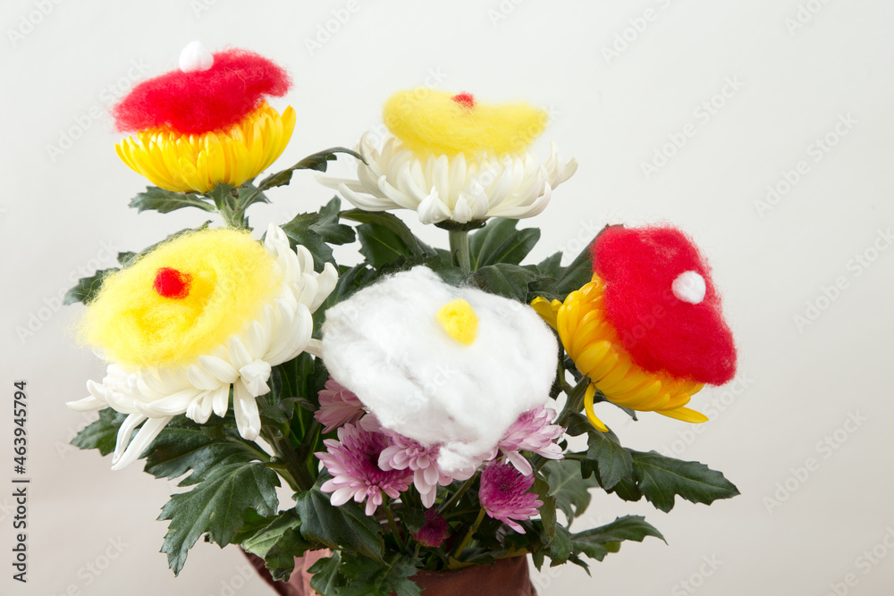 菊の着せ綿 菊の着せ綿