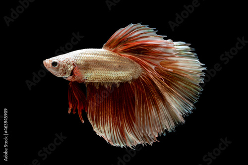 Beautiful Siamese fighting fish photo