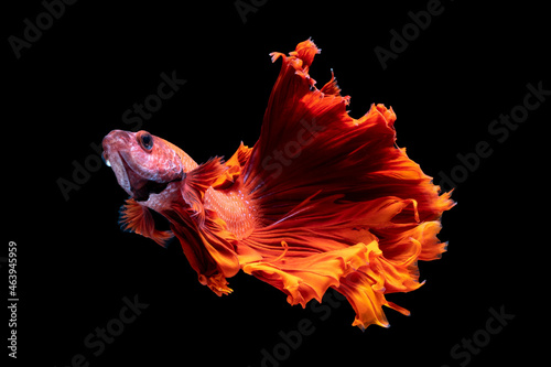 Beautiful Siamese fighting fish photo