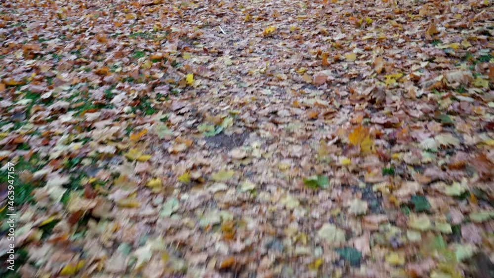 Autumn. Carpet of yellow leaves in the park . Autumn. Carpet of yellow leaves in the park .