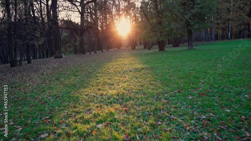 Autumn. A carpet of fallen yellow leaves on the grass. Sunset. A trip through the park among the trees photo