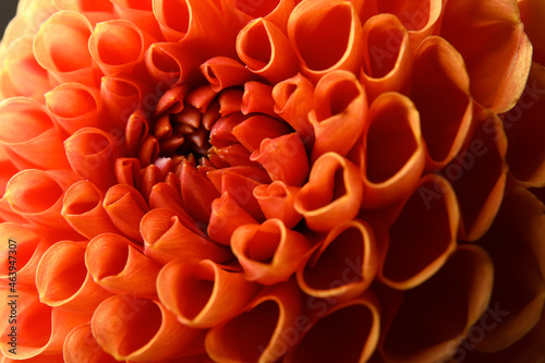 Texture of beautiful dahlia flower, closeup