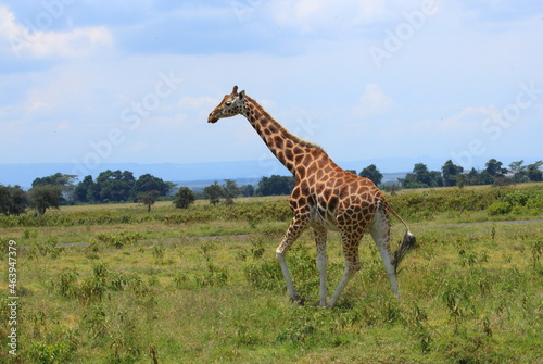 A Giraffe walking in the bush. Taken in Kenya