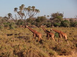Three Giraffes walking in the bush. Taken in Kenya 