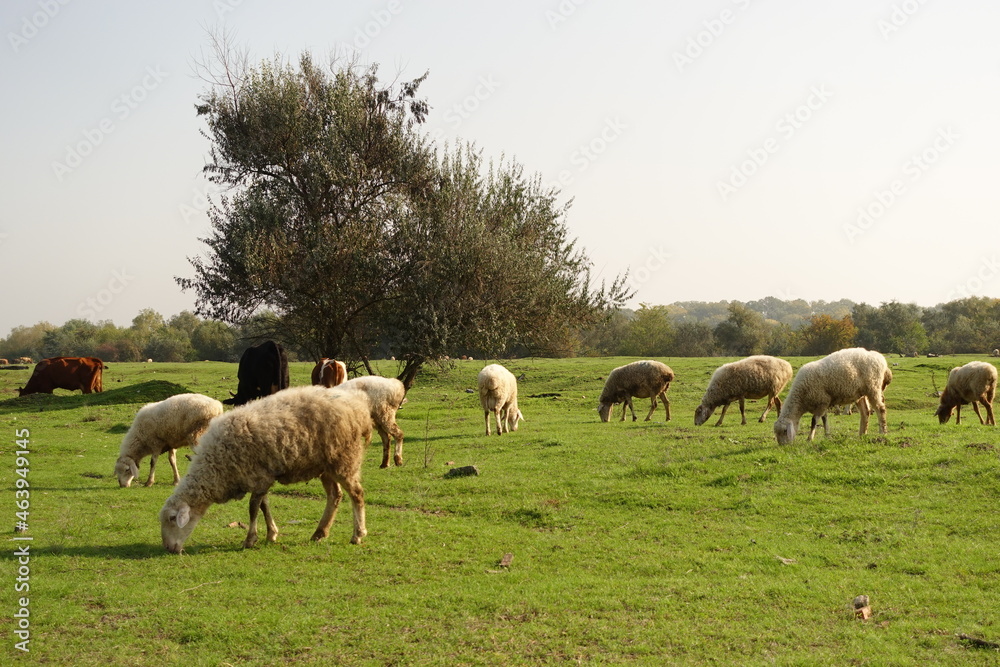 Fototapeta premium Pictures of sheep sheep field, Stock Photos
