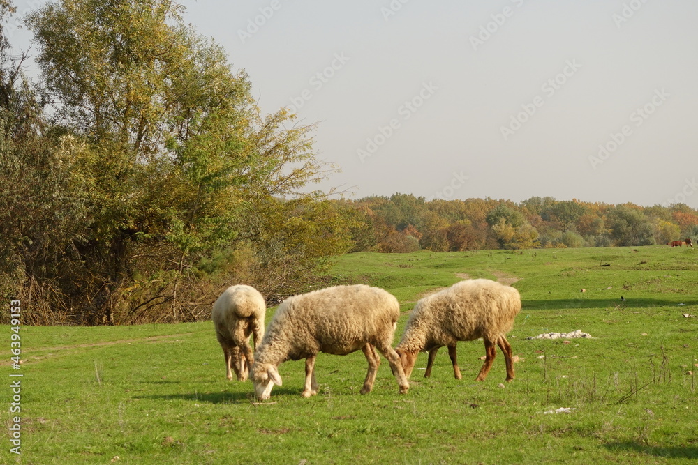 Pictures of sheep sheep field, Stock Photos Pictures of sheep sheep field, Stock Photos