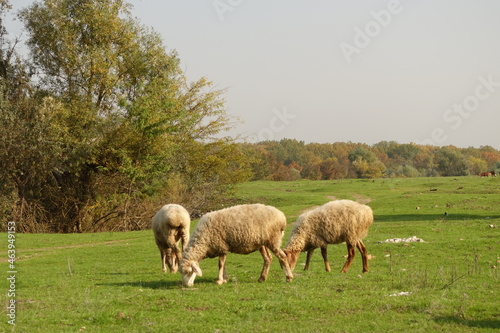 Pictures of sheep sheep field, Stock Photos