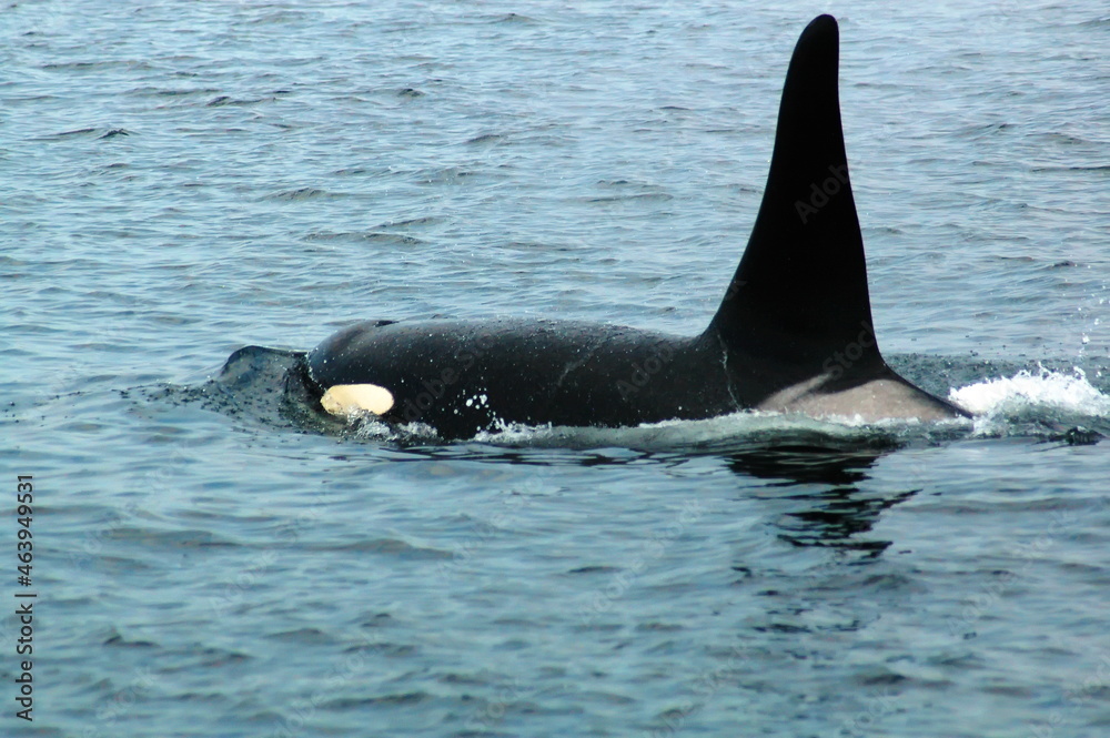 Fototapeta premium Orcas in the Puget Sound